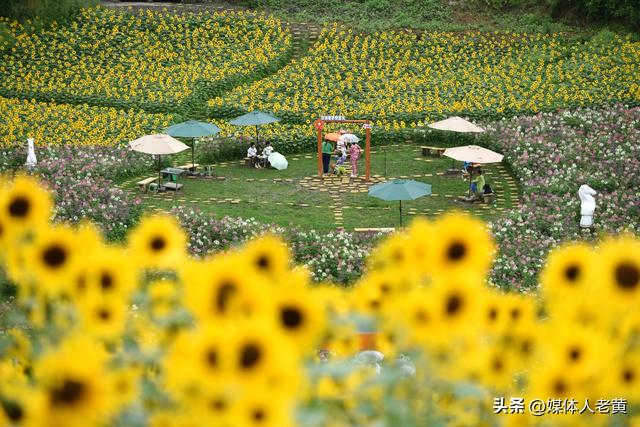 六盘水明湖百余亩花田盛开引游客赏花入画来