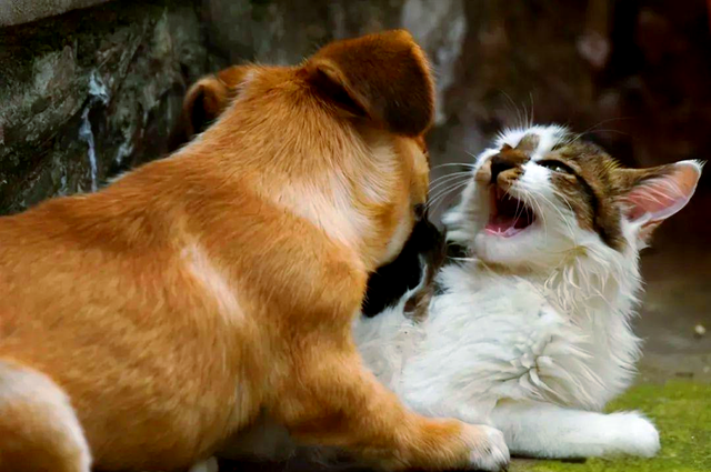 颠覆认知！犬科按线走，猫科爱瞎逛 ，迁徙路线成濒危物种保护关键