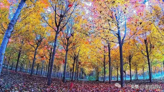 诸城秋浓,如诗如画!