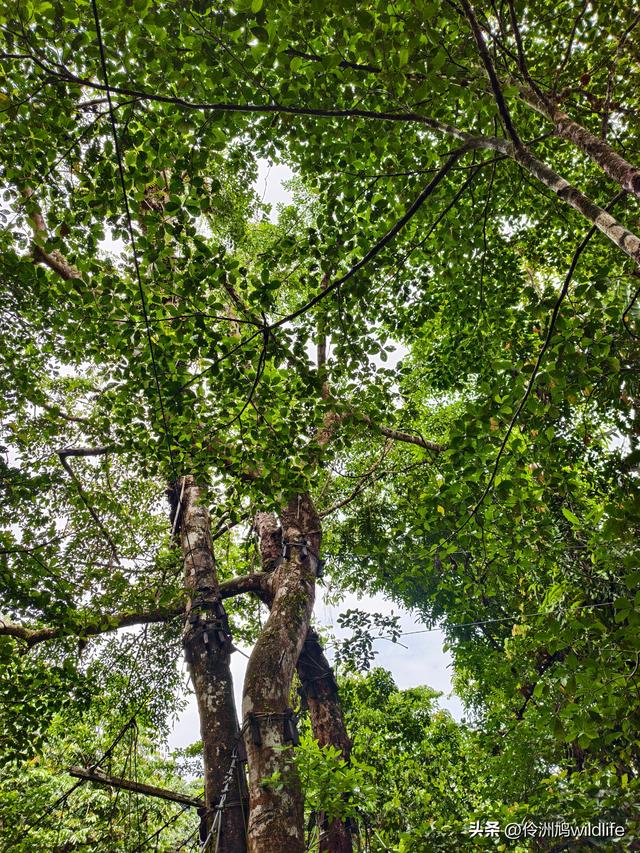 马来西亚(31)砂拉越州⑤姆鲁山canopy树冠高空漫游