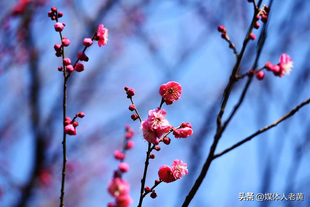 六盘水市水城河畔冬樱和梅花盛开鸟语花香引客来