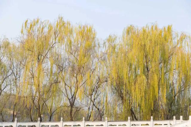 在未央 见一面这叶落启冬的浪漫