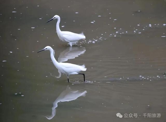 我在千湖湿地撞见了冬天的温柔