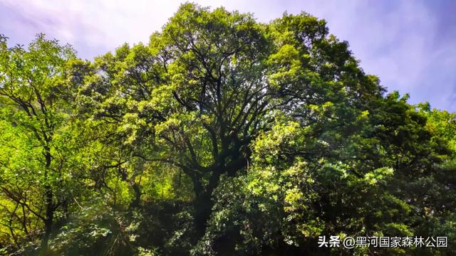 西安2h可达的这处森林公园，美的嘹咋咧！