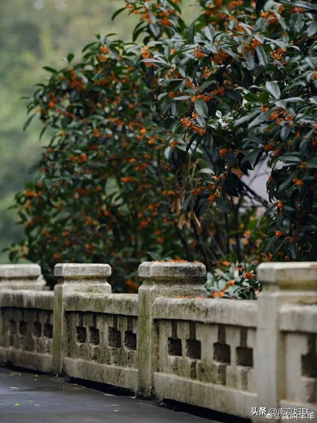 秋日南京，金色相逢