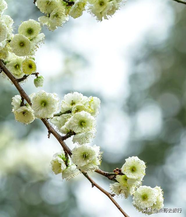 成都市区绿梅、青梅开花了，不用远去大邑，免费，非常惊艳！