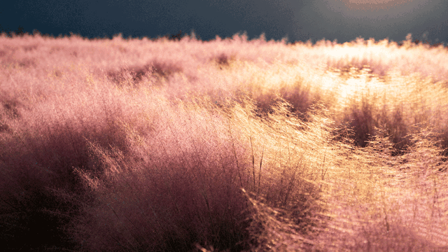 即刻出发！这个宝藏乐园迎来一年中最美时节！