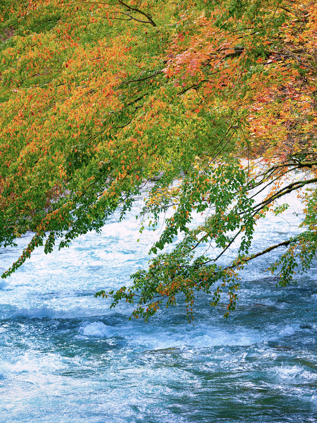 喇叭河红叶巅峰期打卡攻略，彩林秘境+野生萌兽，秋假带娃研学首选！