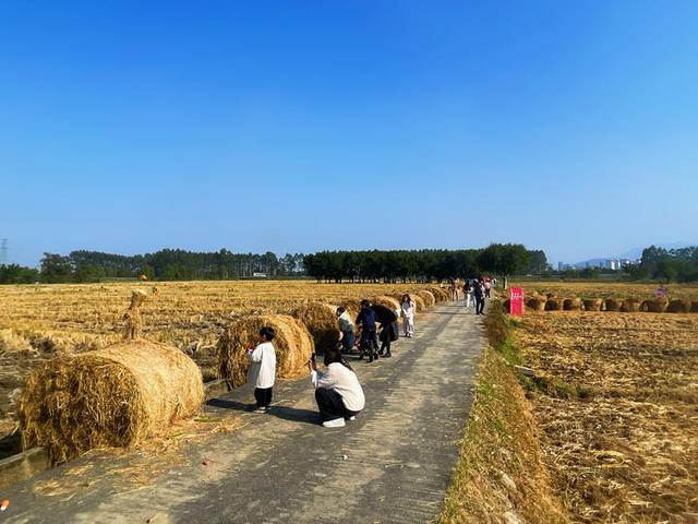 好“丰”景上线！平阳稻田里也有草垛“瑞士卷”