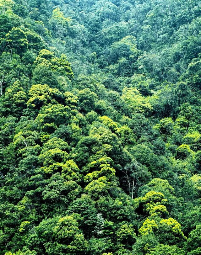 这不是神农架，是江西马头山国家自然保护区