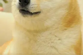 "Doge”表情包原型柴犬去世，网友怀念:它在赛博世界永生图片