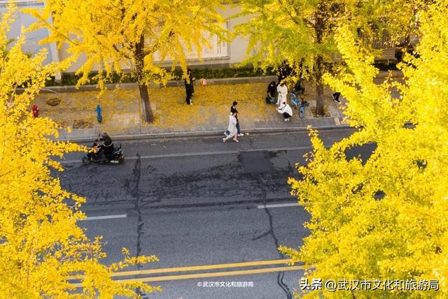 限时绝美！武汉街头颜值巅峰，地铁直达