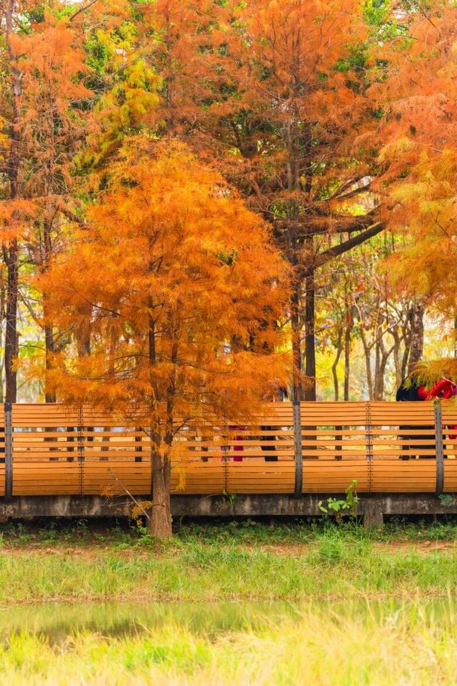 莲花山落羽杉，红了！