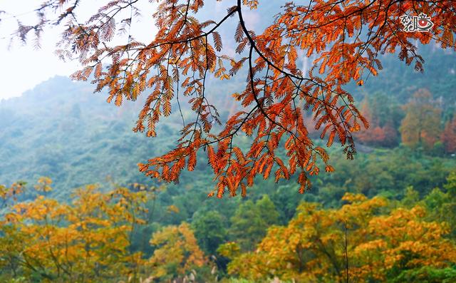 万花瞳｜限定版“彩林森林” 这是属于山城的冬日浪漫
