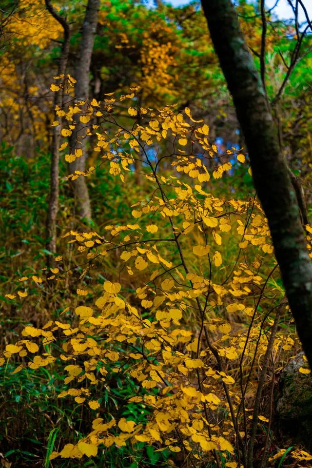 黄山秋景现场播报：云海“开挂”，秋色“沸腾”，抓紧冲