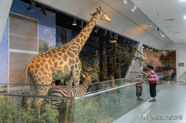【乐享烟台】烟台自然博物馆:“五美融育”绘就“仙境海岸·最美博馆”