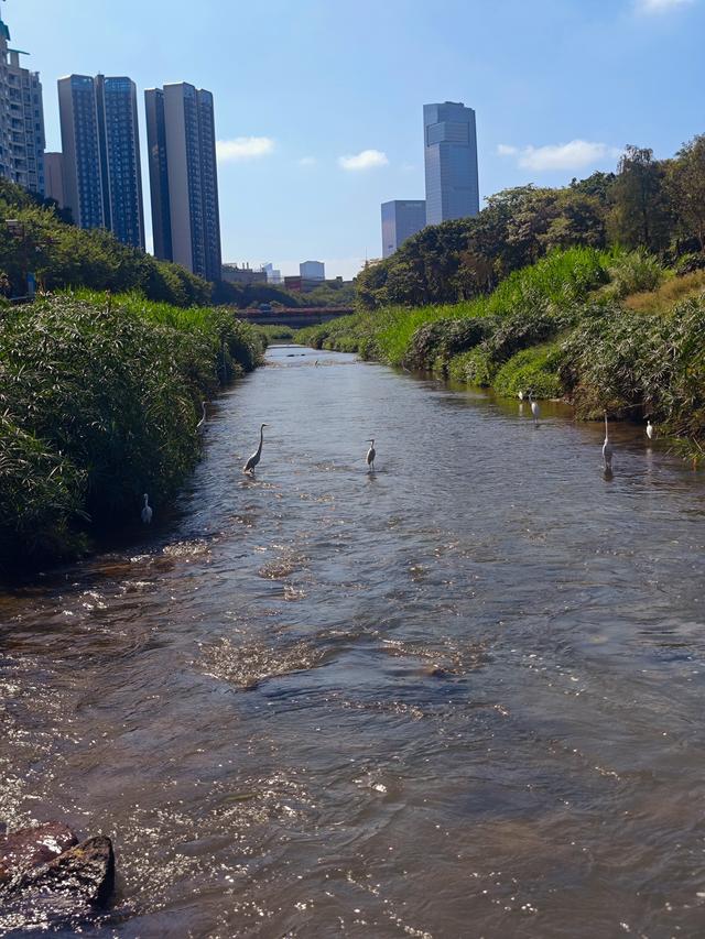 从学苑大道入大沙河绿过大学城后进深圳弯公园流花山景点【高清】
