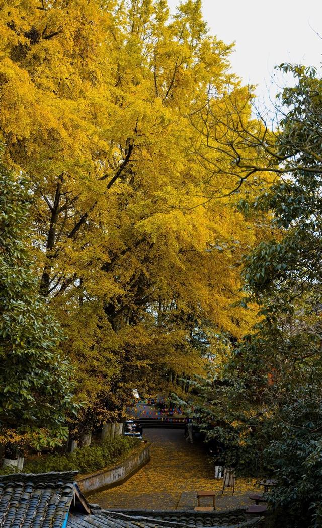 黄了！成都出发1.5h刹拢赏秋秘境，茶海风光无敌，银杏美了上千年！