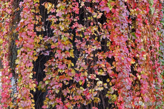 邂逅初冬美景，上海地铁11号线安亭段桥墩爬山虎红了