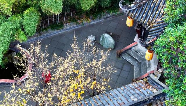 冬游看花，崇州寻梅攻略来啦！