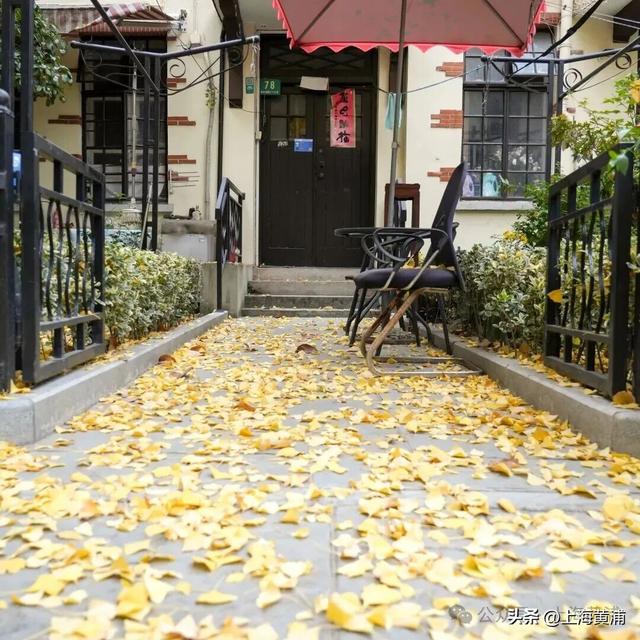 深秋限定！这条百年弄堂里尽是金色的浪漫！