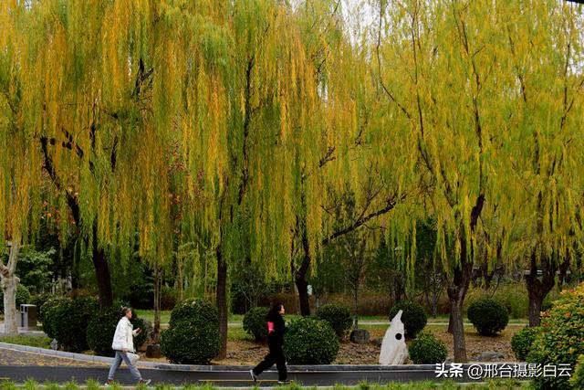 达活泉：公园披金衣，满目黄金柳（图）