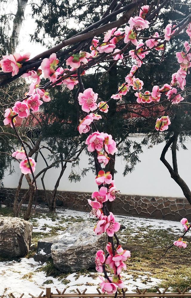北京大观园“梅花”提早绽放 古风新春景致惊艳亮相