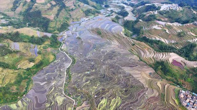 【秀美绿春】将初冬的色彩，藏进梯田的褶皱里