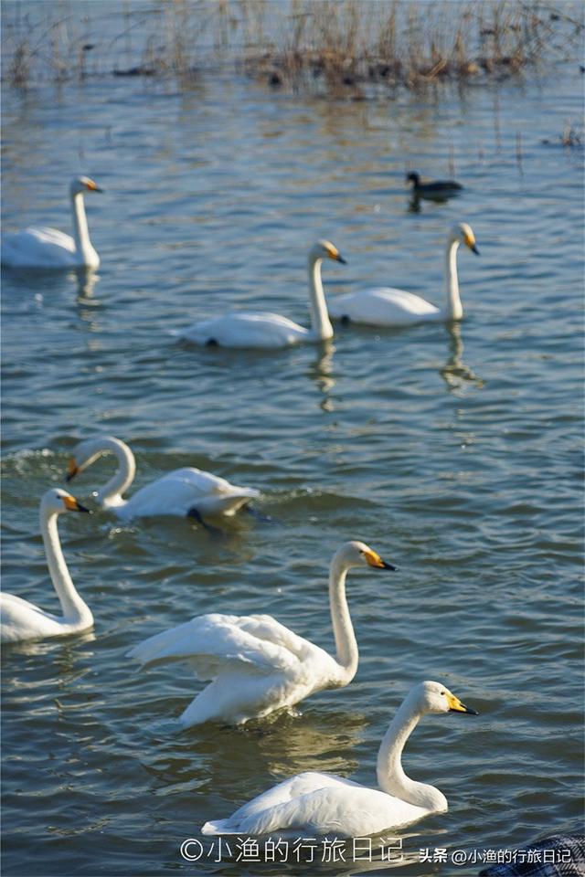 天鹅、落日、古城与“海”！西安周边3H，这条冬日线路美到封神