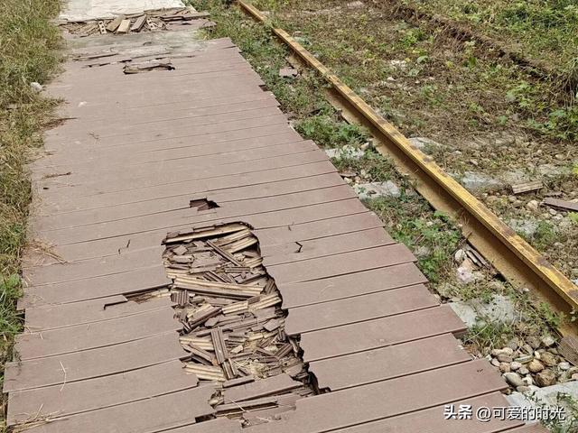 寻趣石家庄——光华路上的绿化带