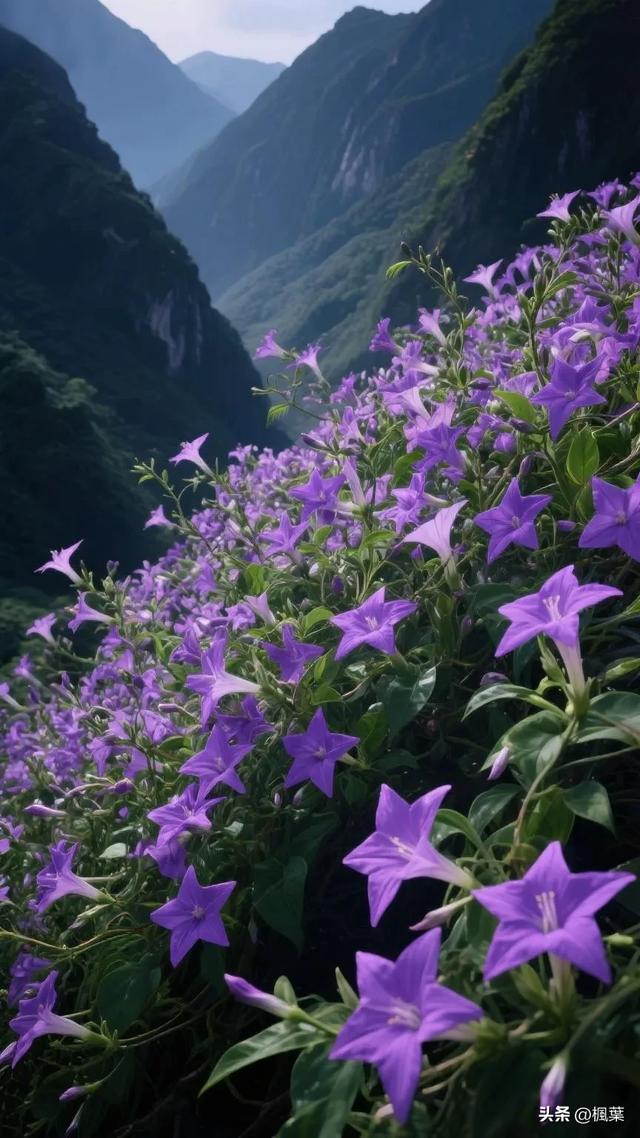 山谷中紫色的羽叶茑萝五角星花盛开，花朵密集地开满花枝。