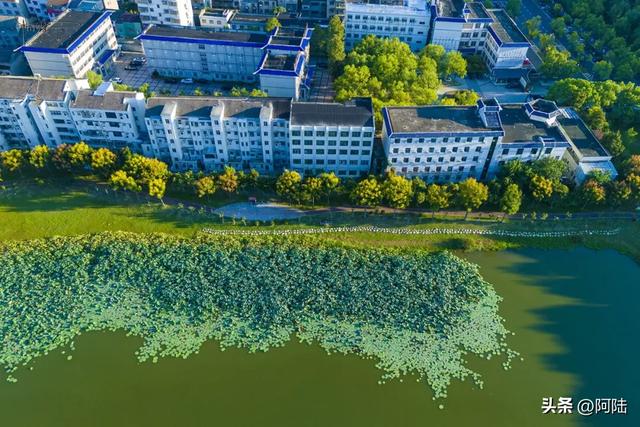 荆州古城的最佳赏荷点是个无名公园，就在档案馆旁边，罕见游客