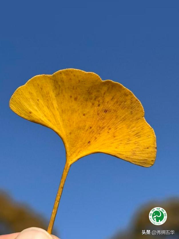 冬日美景在五华｜圆通山老银杏，藏着昆明人的共同记忆