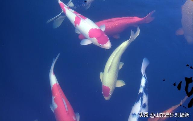 昌盛花园二期西区的冬景(下)