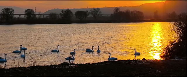 黄河岸畔，雪羽醉晴川