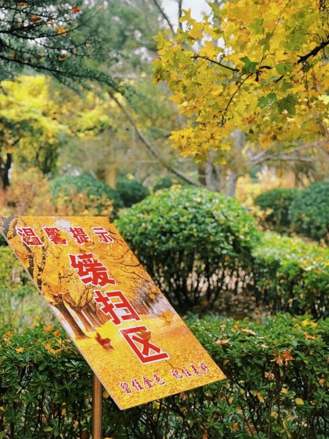 “落叶缓扫”，留住的不只是风景