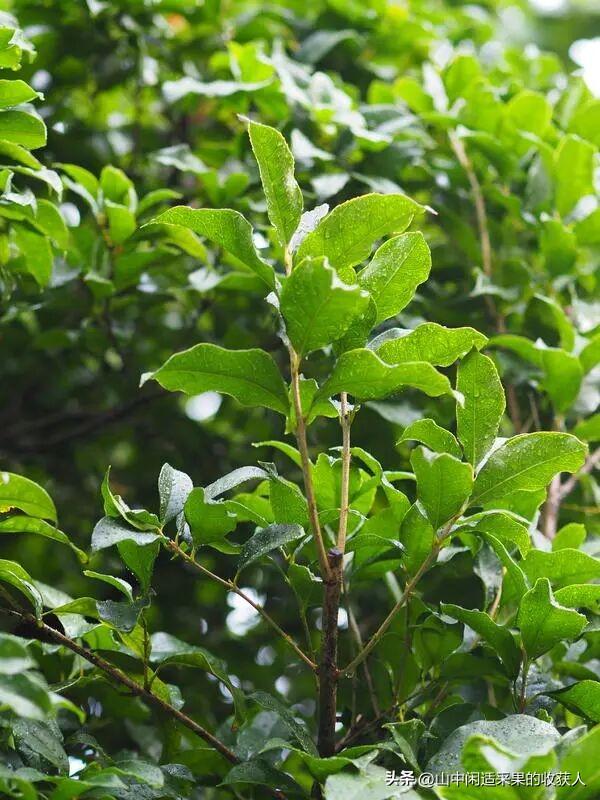 今年桂花开了吗？附近哪里可以看？
