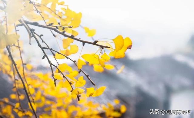 送我“鸭脚”，这朋友就能处