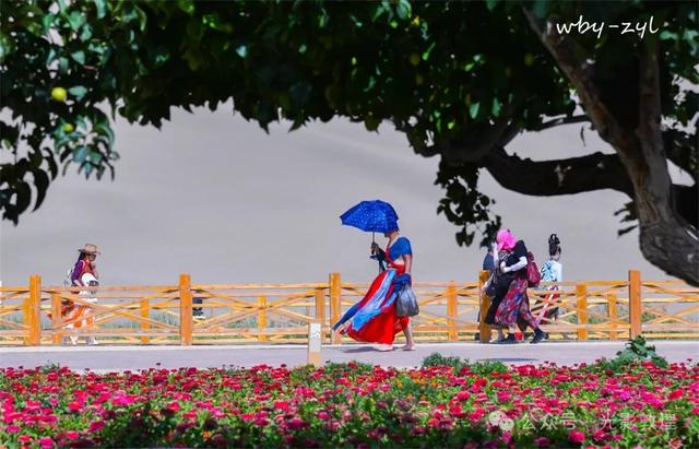 快来看，大漠敦煌又一波花海来袭