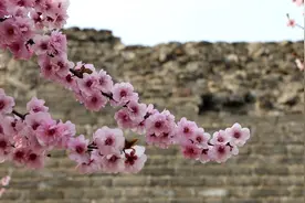 北京明城墙遗址公园：梅花绚烂绽放图片