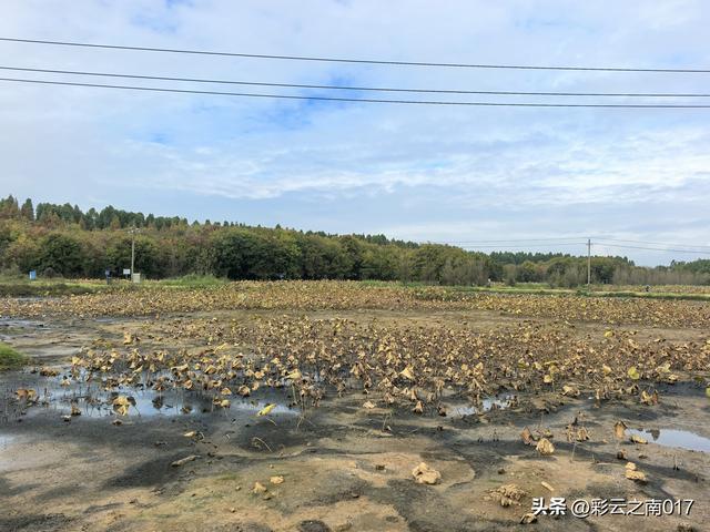 从呈贡大学城骑行到福保半岛，往返耗时6小时，骑行 60余公里
