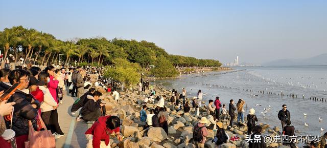 深圳湾观鸟：海舞鸟歌映盛世