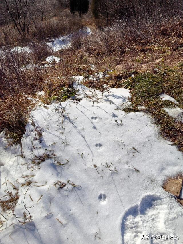 雪后初霁登顶嵯峨山，走荒野雪原，看千年悟空塔，感受历史的烟云