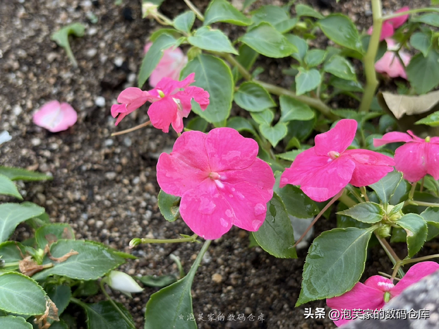 太薄了 折叠屏前瞻？港版iPhone Air体验 续航真不差 17plus青春版！