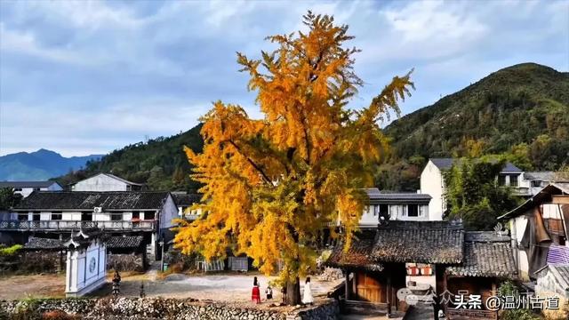 温州这棵网红古银杏黄的正艳，错过待来年了！