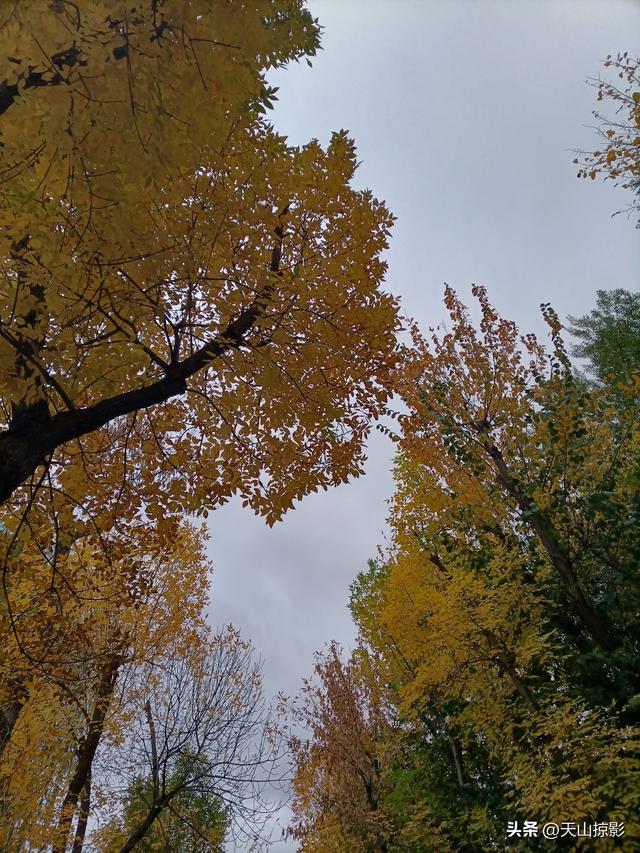 踏秋