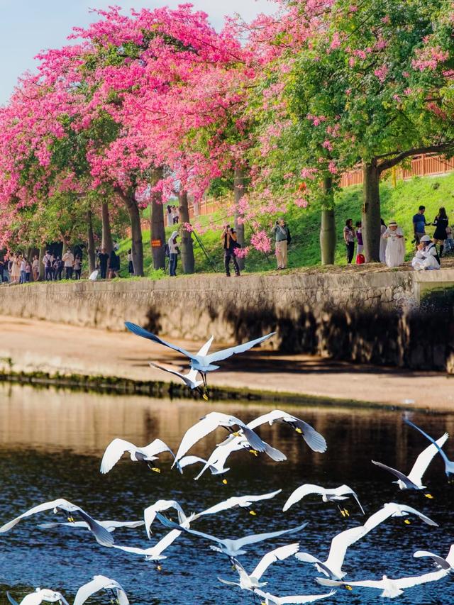 寻觅秋冬季粉色浪漫：深圳十个邂逅异木棉花开的地方