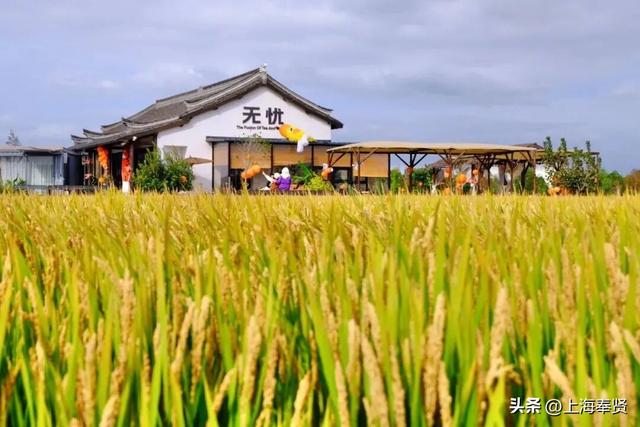 奉贤的秋天，才是上海隐藏的“顶流”！