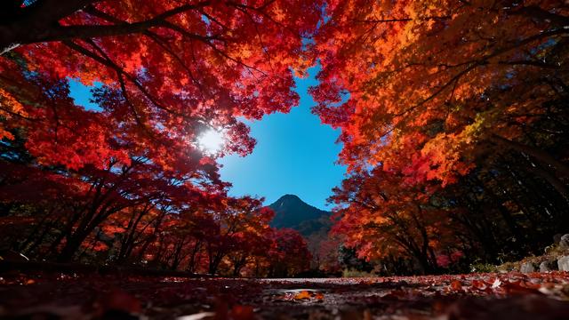 绯云坠野丹枫岫，金浪翻空粤韵稠 —— 羊城秋行揽胜记