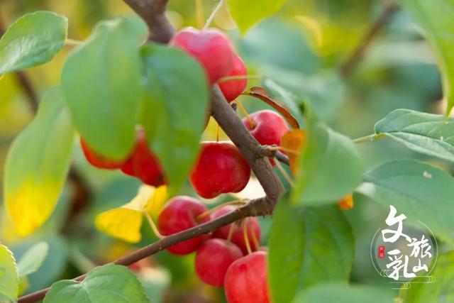 当秋风吻过乳山：一场关于色彩与治愈的漫步指南